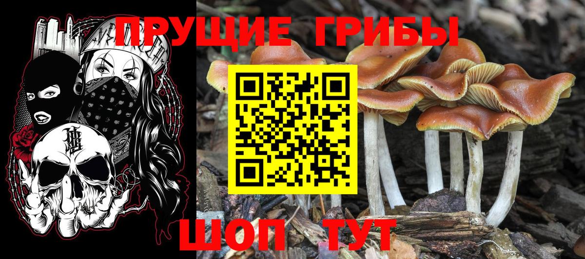 Галлюциногенные грибы прущие грибы Богородск
